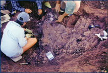 Judy helps excavate a tenontosaur in Edgar, MT