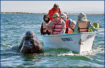 Judy whale watching in San Ignacio Lagoon, Baja