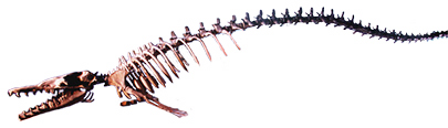 http://www.ucmp.berkeley.edu/mammal/cetacea/basilosaurus2.jpg