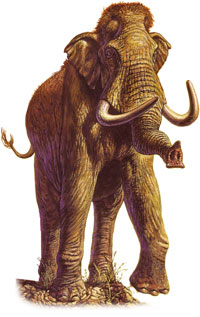 Restoration of a Columbian mammoth