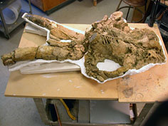 side view of the prepared skull