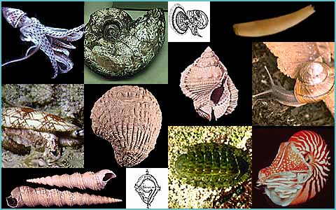 mollusc collage