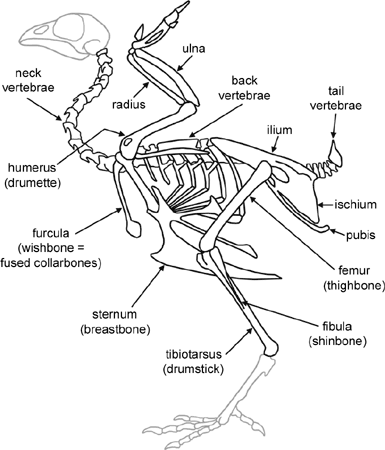 Turkey skeleton