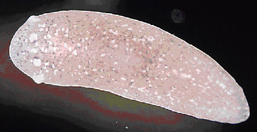 Example Of Platyhelminthes
