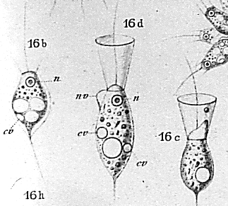 groups of protists