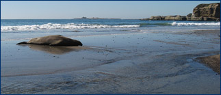 Lone elephant seal on the beach at Ano Nuevo