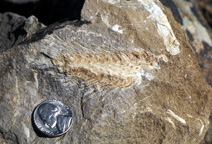 Fossil cone