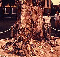Stump of Callixylon