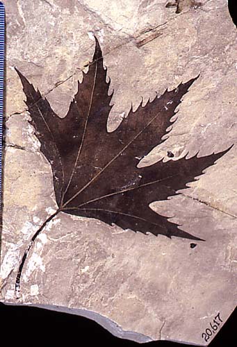 Fossilized Sycamore from the Green River Oil Shale 