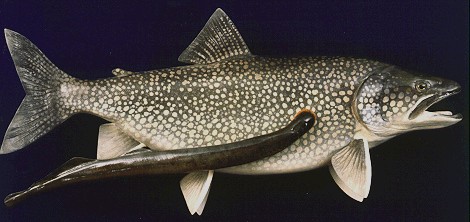 Image result for lamprey eel