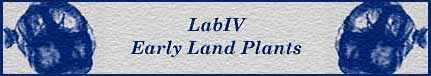 [Laboratory IV - Early Land Plants]