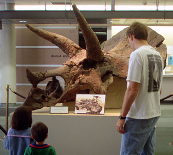 Triceratops skull