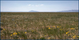 Colorado grassland