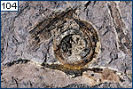 Possible fossil tendril