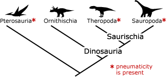 a clade, showing the presence of pneumaticity in Pterosauria, Theropoda, and Sauropoda