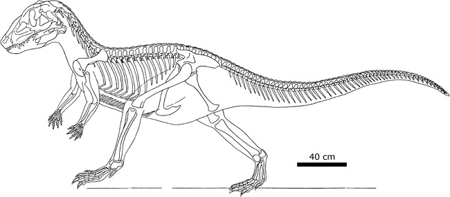 Skeletal reconstruction of Postosuchus