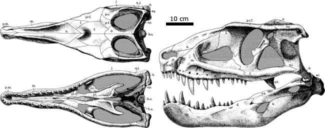 Dorsal, ventral, and lateral views of the skull of Postosuchus