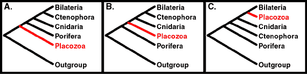 Alternative Hypotheses for the Phylogenetic 
Position of Placozoa